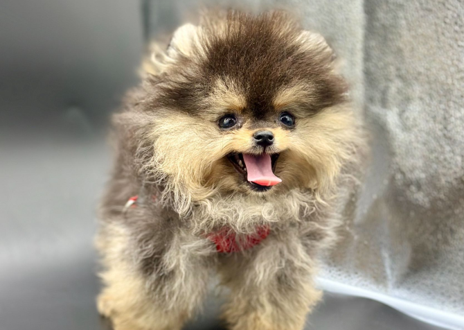 Gülen yüz pomeranian Boo